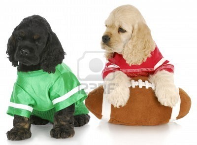 Puppies in football shirts